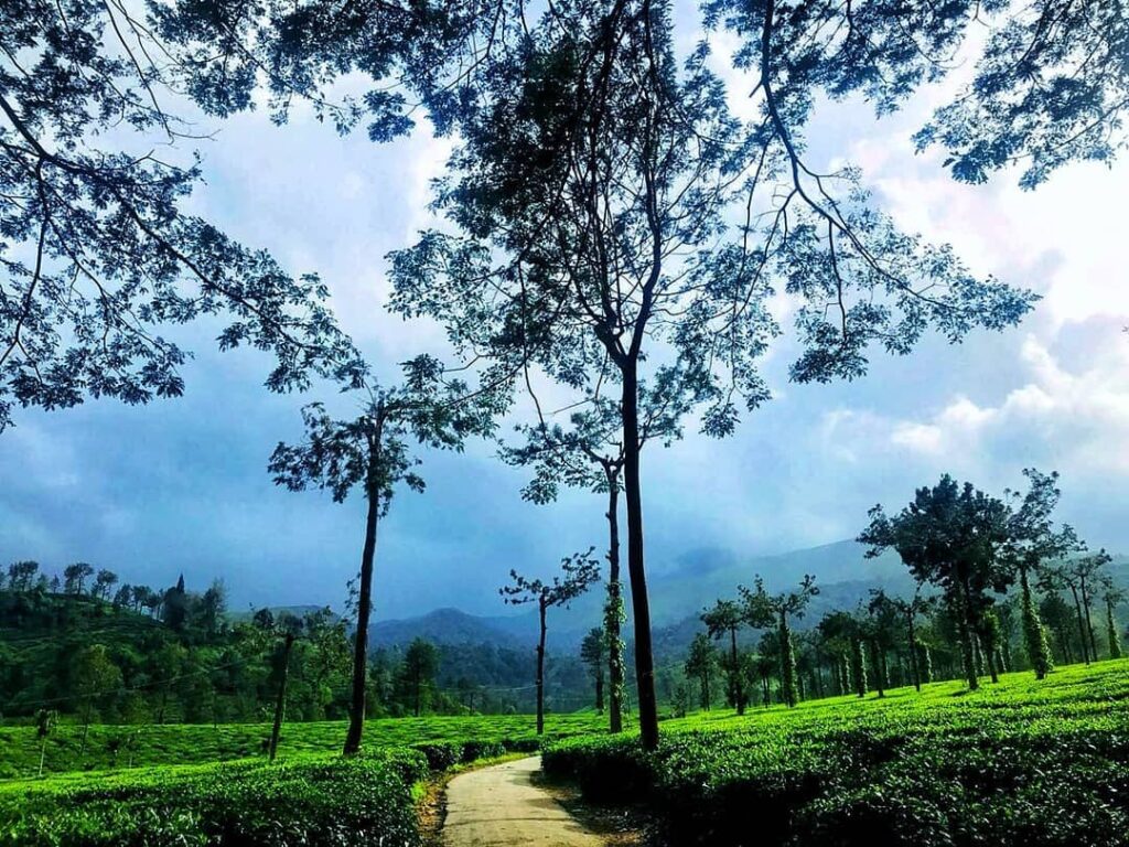 Wayanad tour package from Mysore